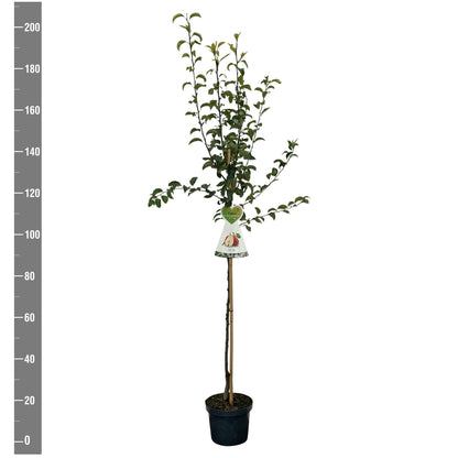Pyrus communis &