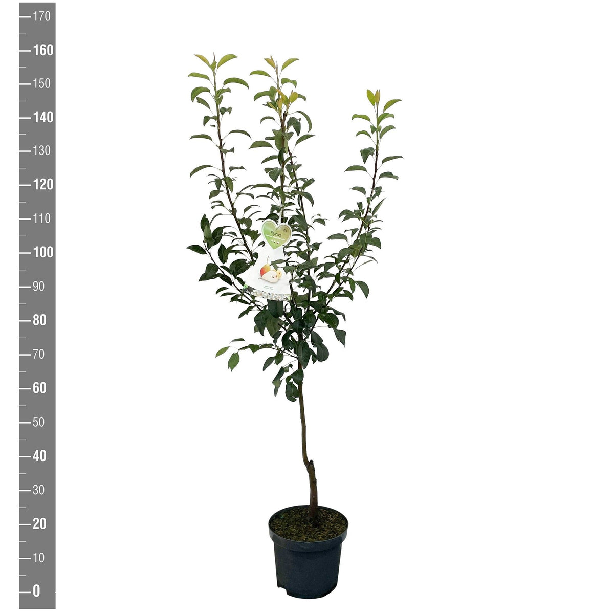 Pyrus c. &