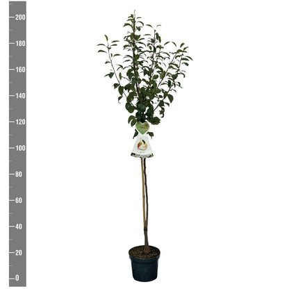 Pyrus c. &
