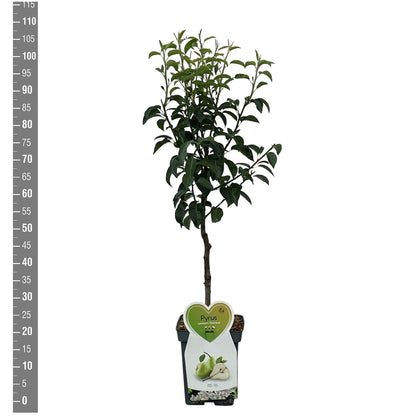Pyrus c. &