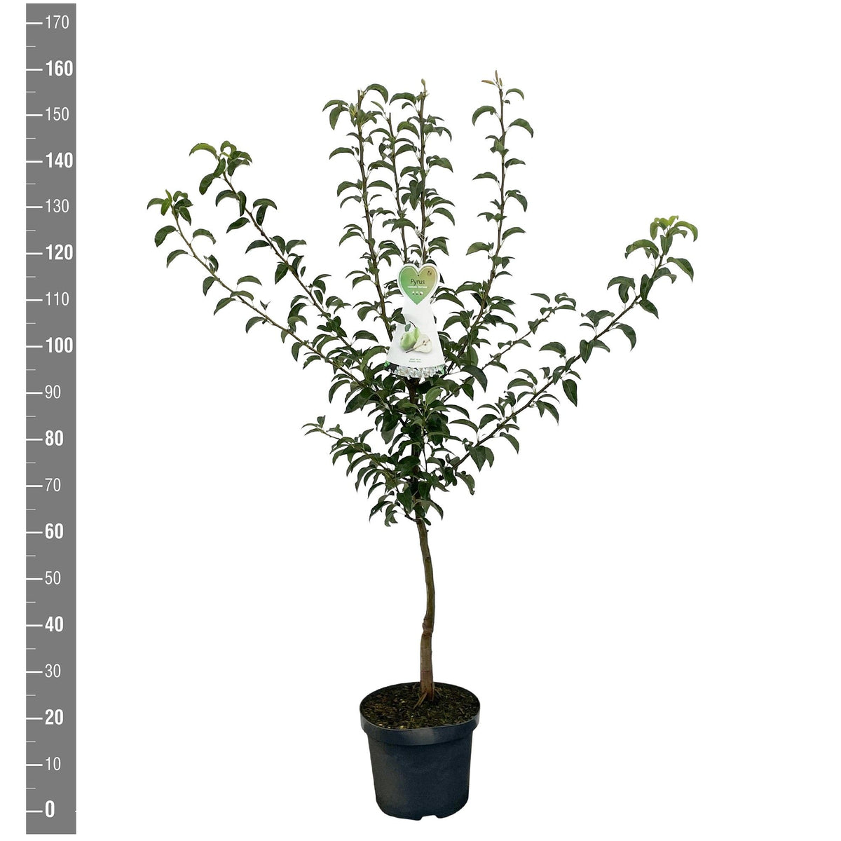 Pyrus c. &
