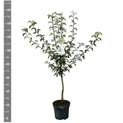 Pyrus communis &