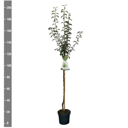Pyrus communis &