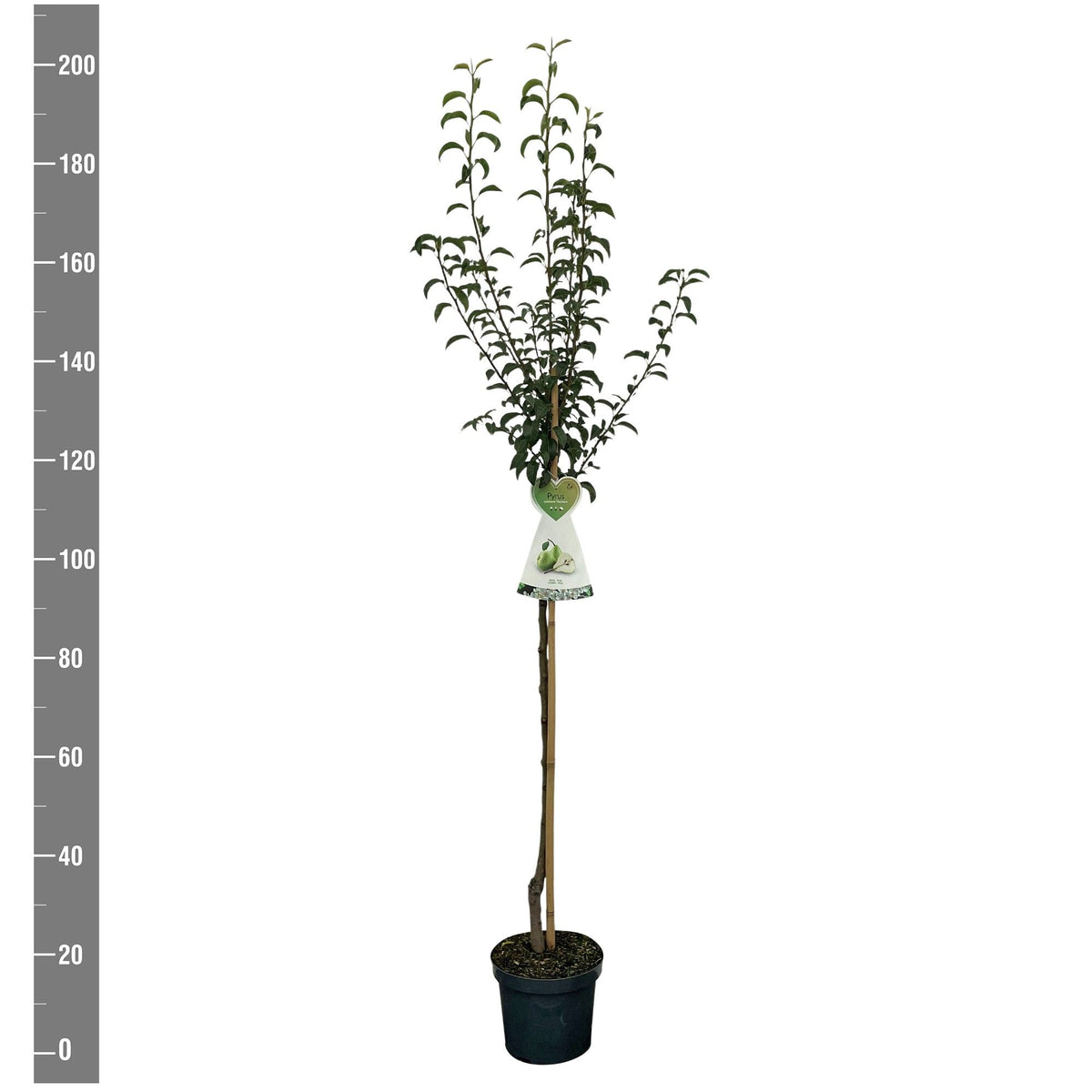 Pyrus communis &