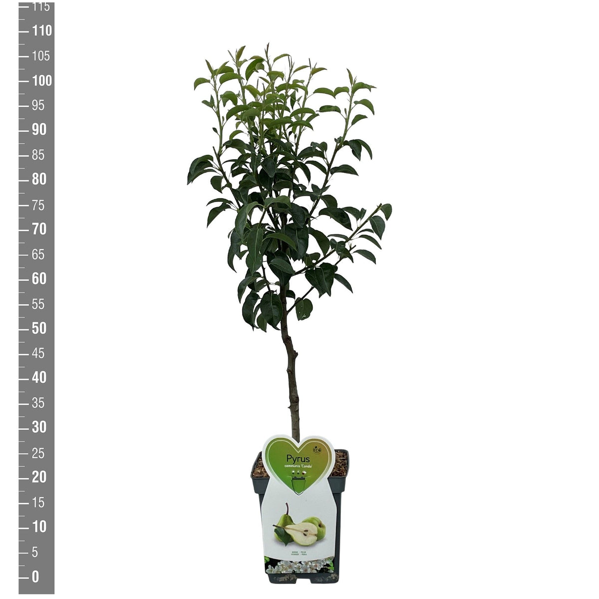 Pyrus communis &