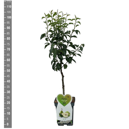 Pyrus communis &