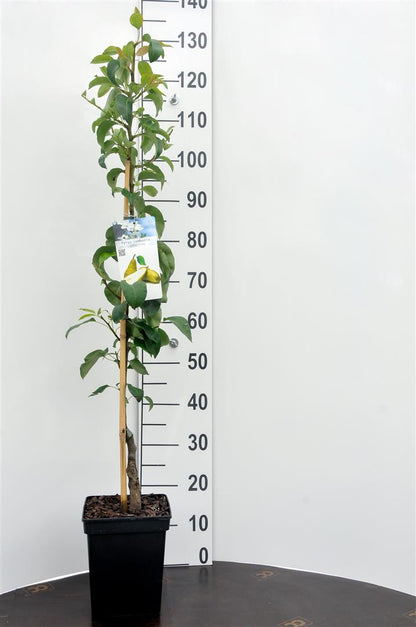 Pyrus c. &