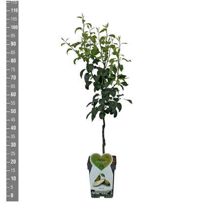 Pyrus c. &