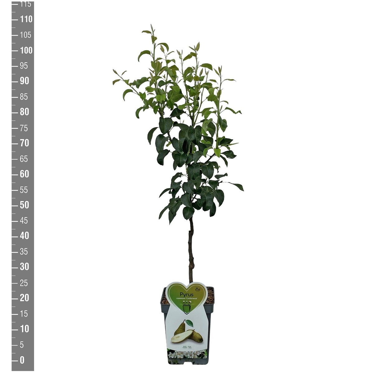 Pyrus c. &
