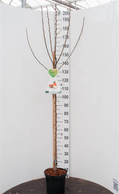 Pyrus communis &
