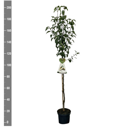 Pyrus c. &