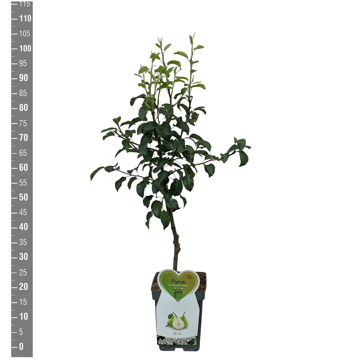 Pyrus c. &