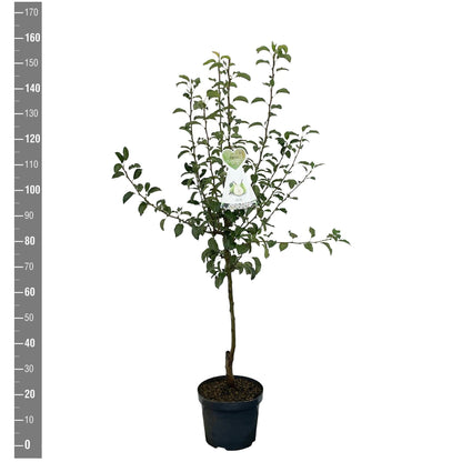Pyrus c. &