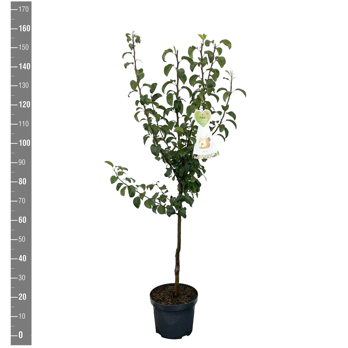Pyrus c. &