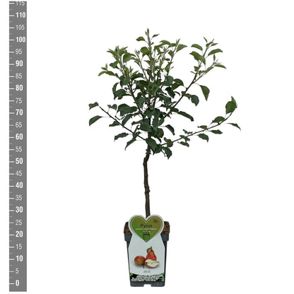 Pyrus communis &