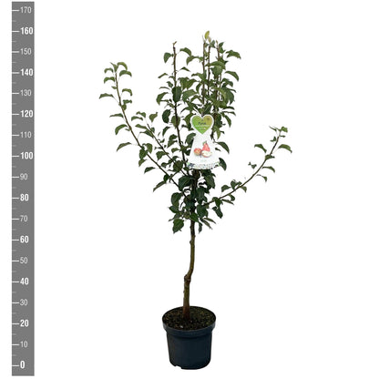Pyrus communis &