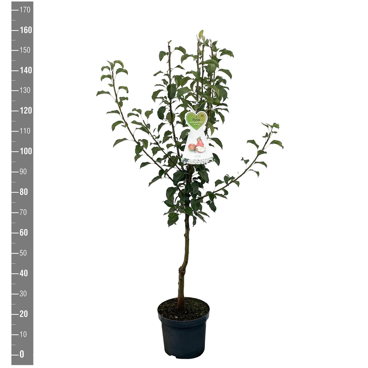 Pyrus communis &