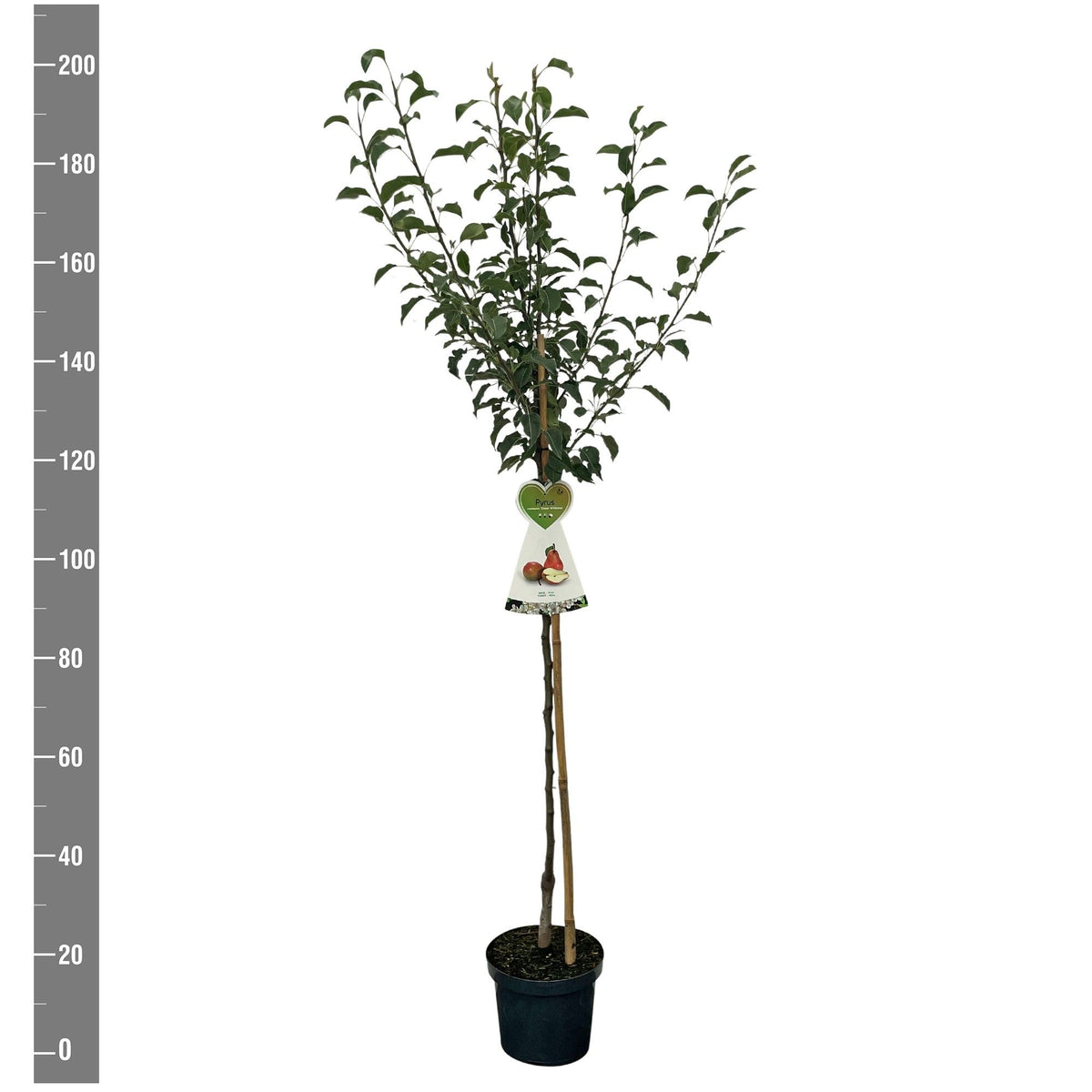 Pyrus c. &