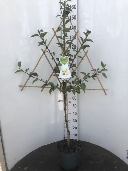 Pyrus c., olika sorter, spaljerad - C7,5 (7,5 liters kruka)