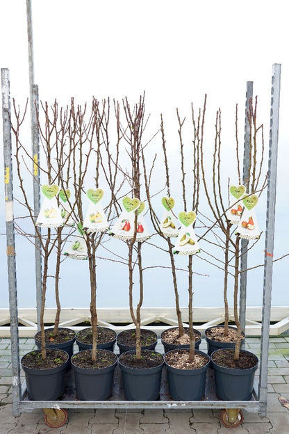 Pyrus c. i olika sorter C7,5 (7,5 liters kruka) Buske