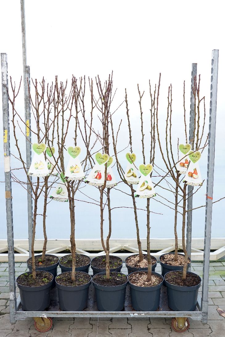 Pyrus c. i sorter C7,5 (7,5 liters kruka) Busk