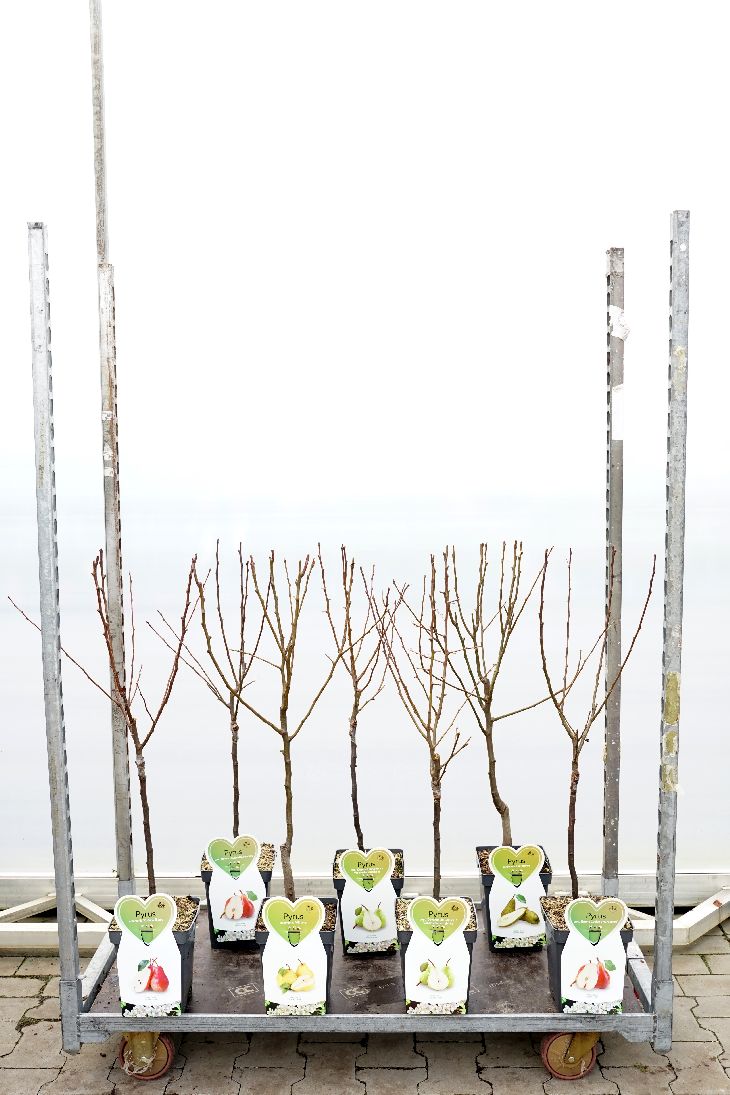 Pyrus communis i sorter, buskform - C5 (5 liters kruka) / 23 cm kruka