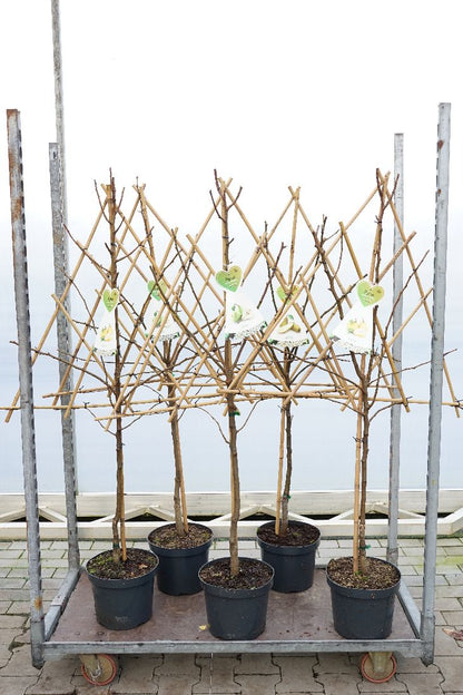 Pyrus c., olika sorter, spaljerad - C7,5 (7,5 liters kruka)