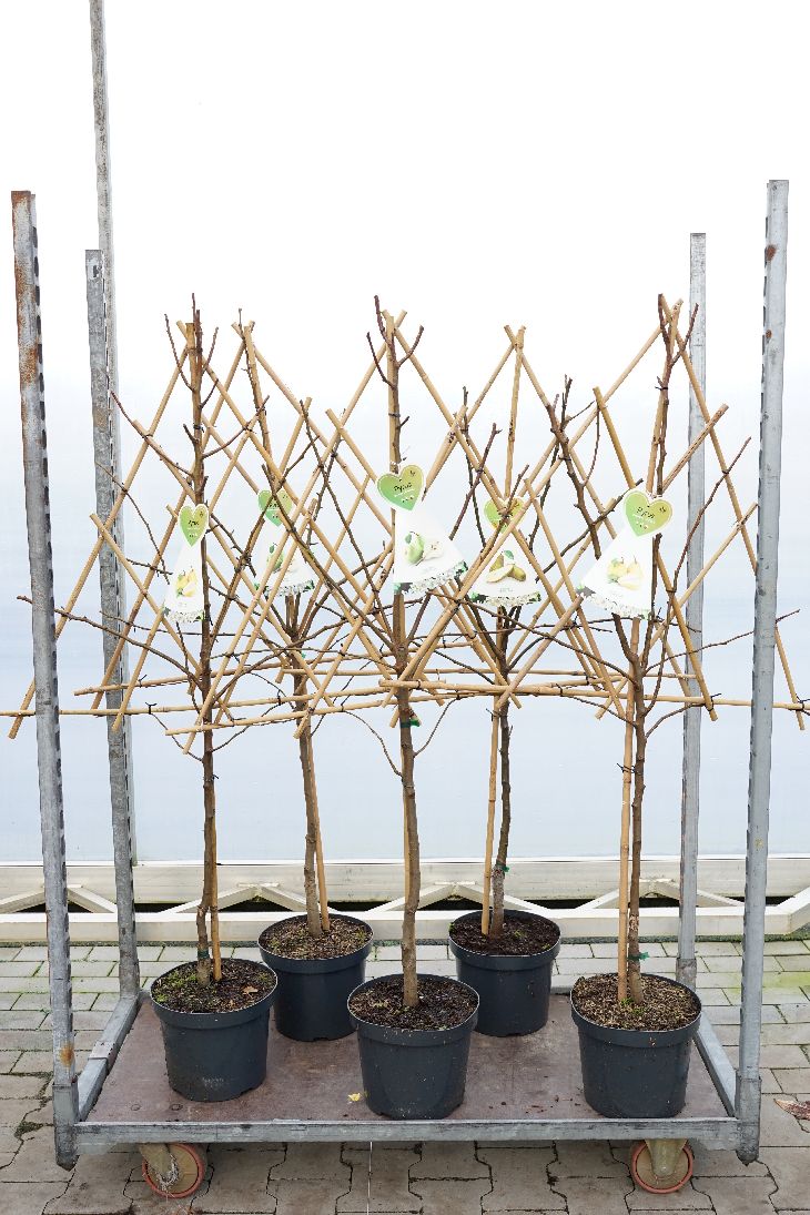 Pyrus c. i sorter C7,5 (7,5 liters kruka) / 26 cm kruka spaljé