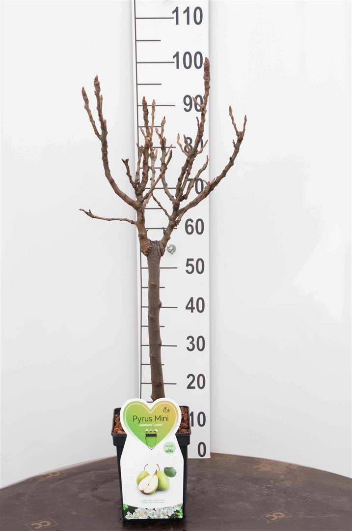 Pyrus communis &