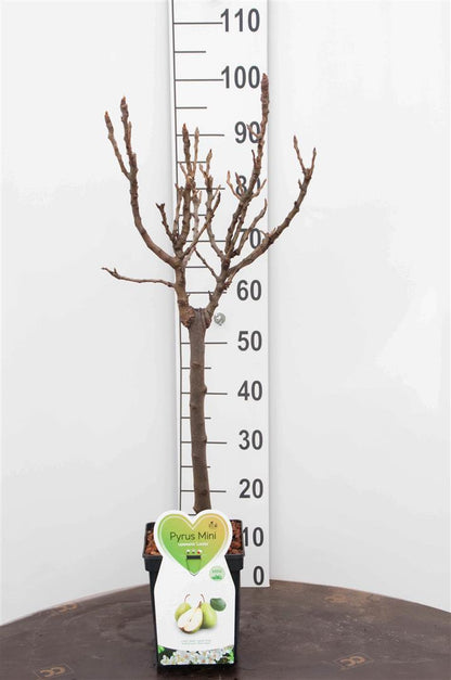 Pyrus communis &