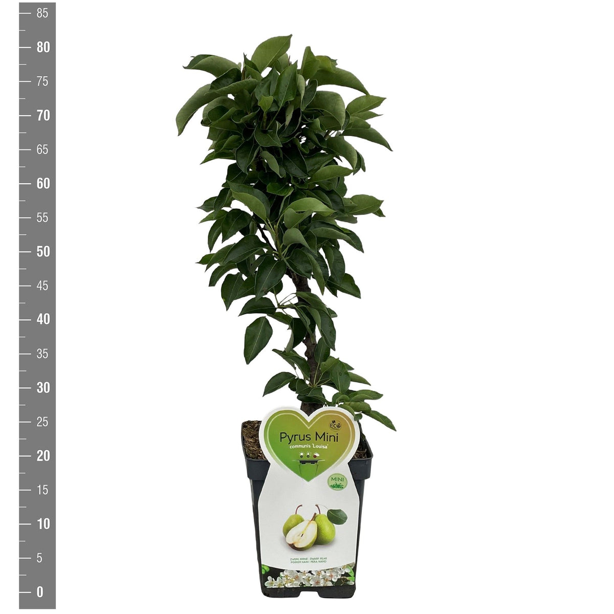 Pyrus c. &