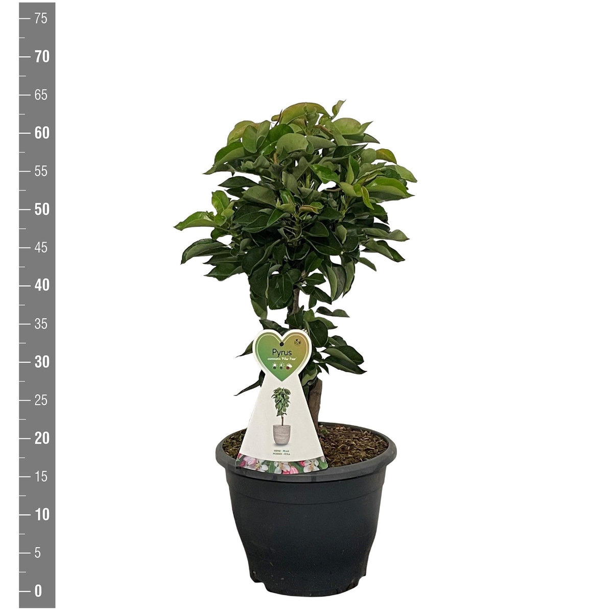 Pyrus c. &