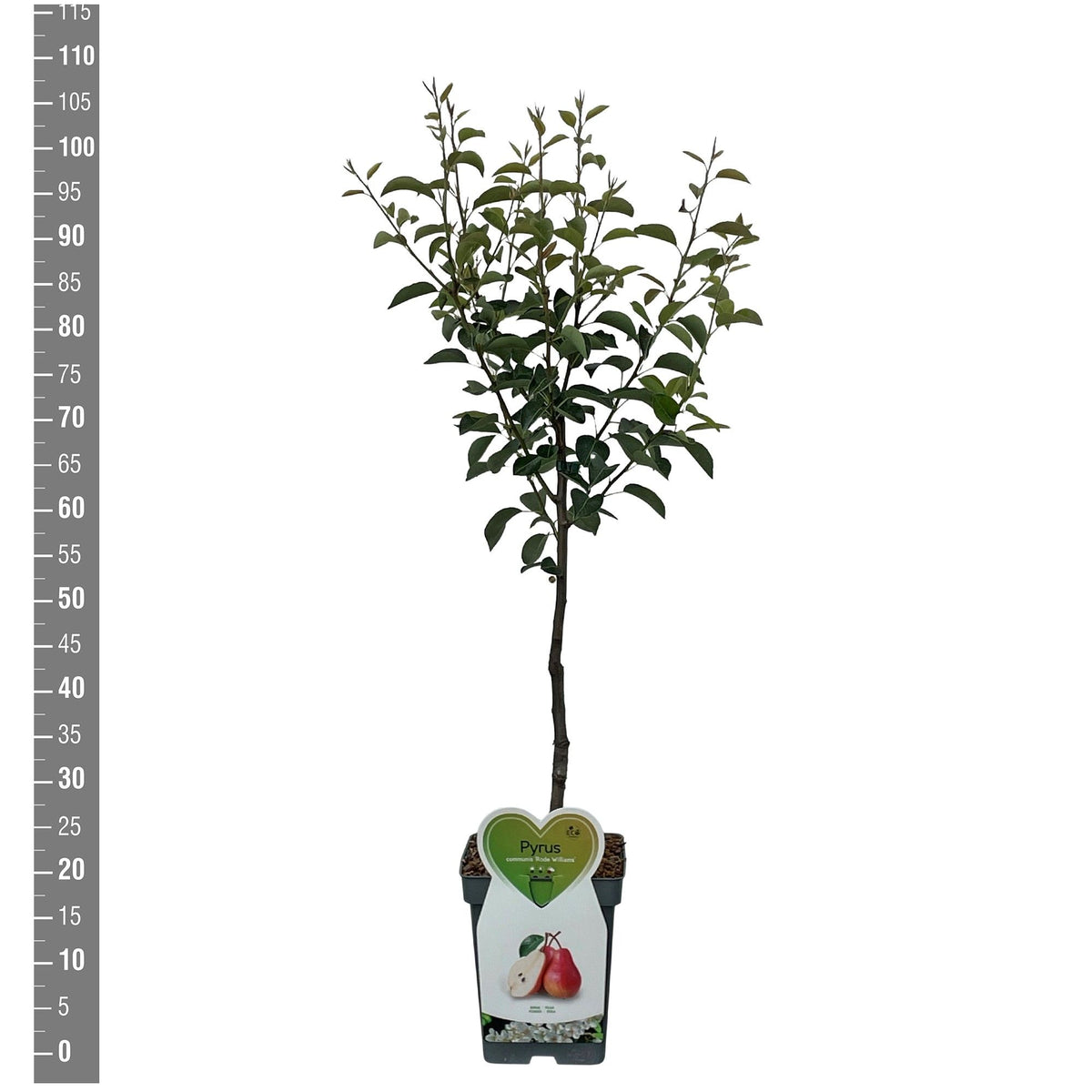 Pyrus c. &