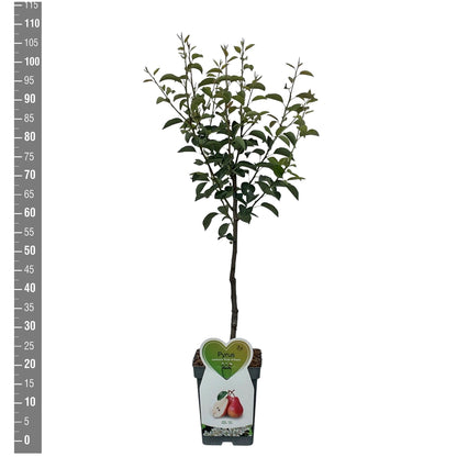 Pyrus communis &