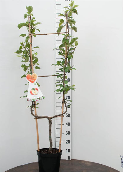 Pyrus c. &