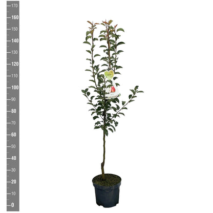 Pyrus communis &