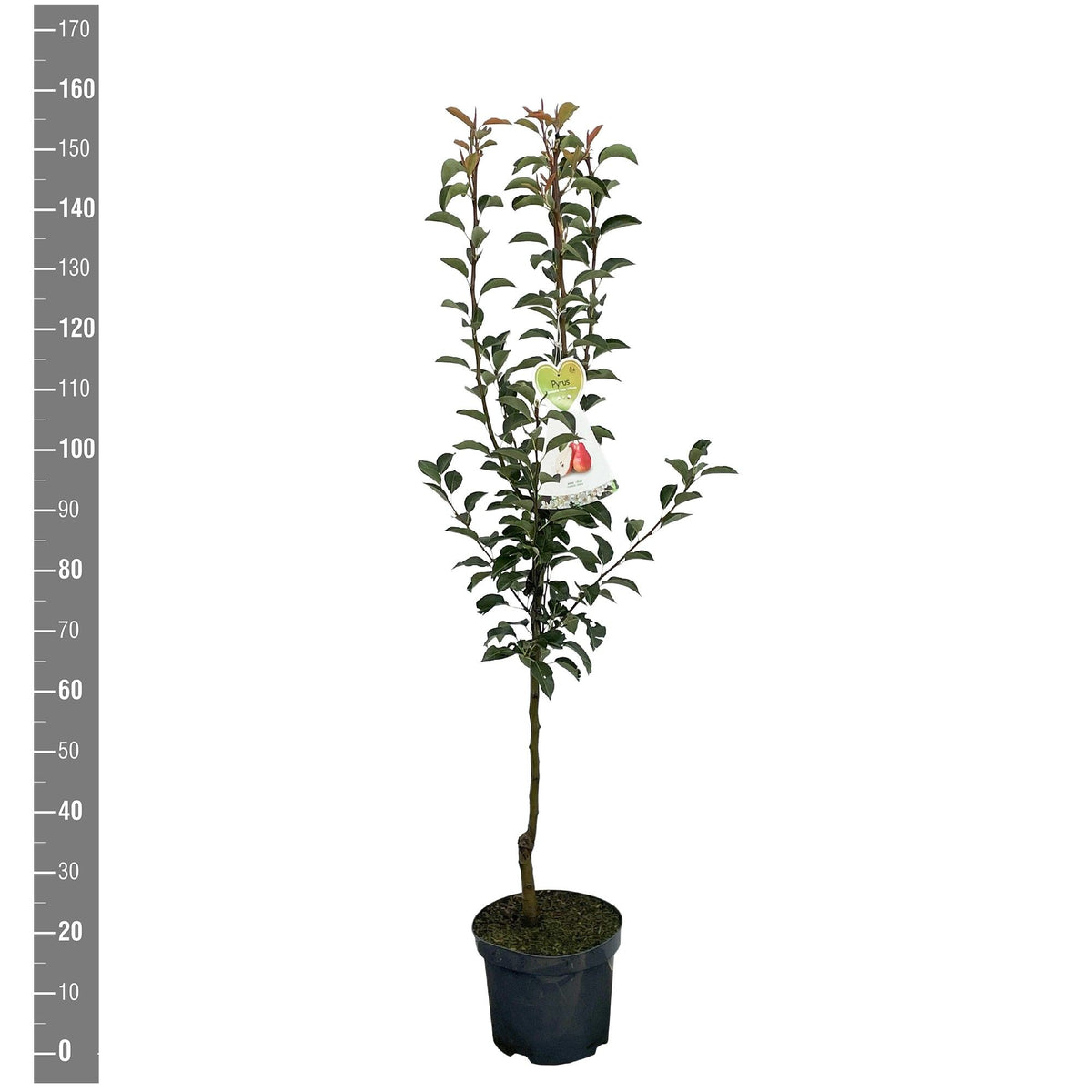 Pyrus c. &