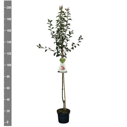 Pyrus communis &