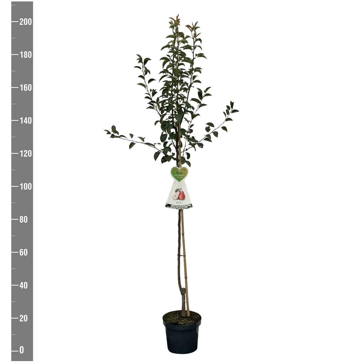 Pyrus c. &