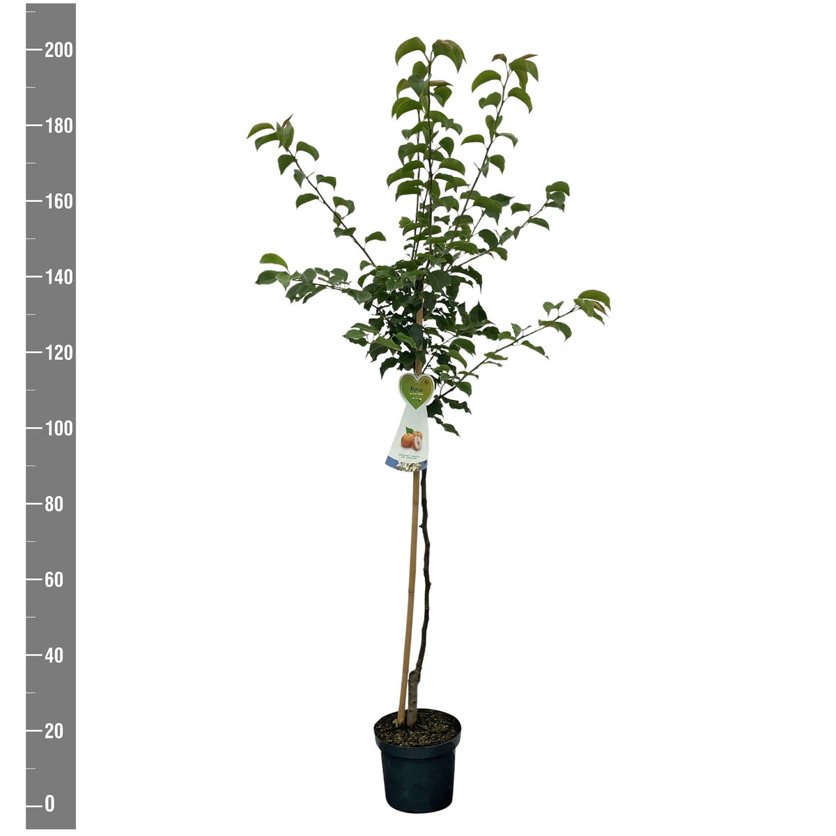 Pyrus pyrifolia &