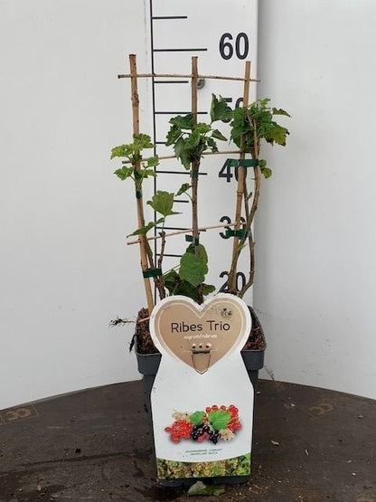 Ribes (trio-spaljé) C5 (5 liters kruka) / 23 cm kruka