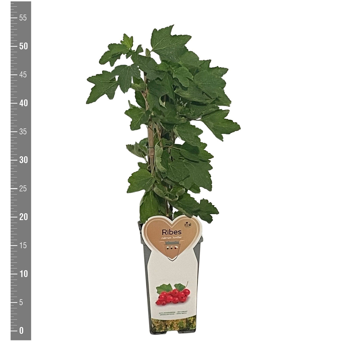 Ribes rubrum &