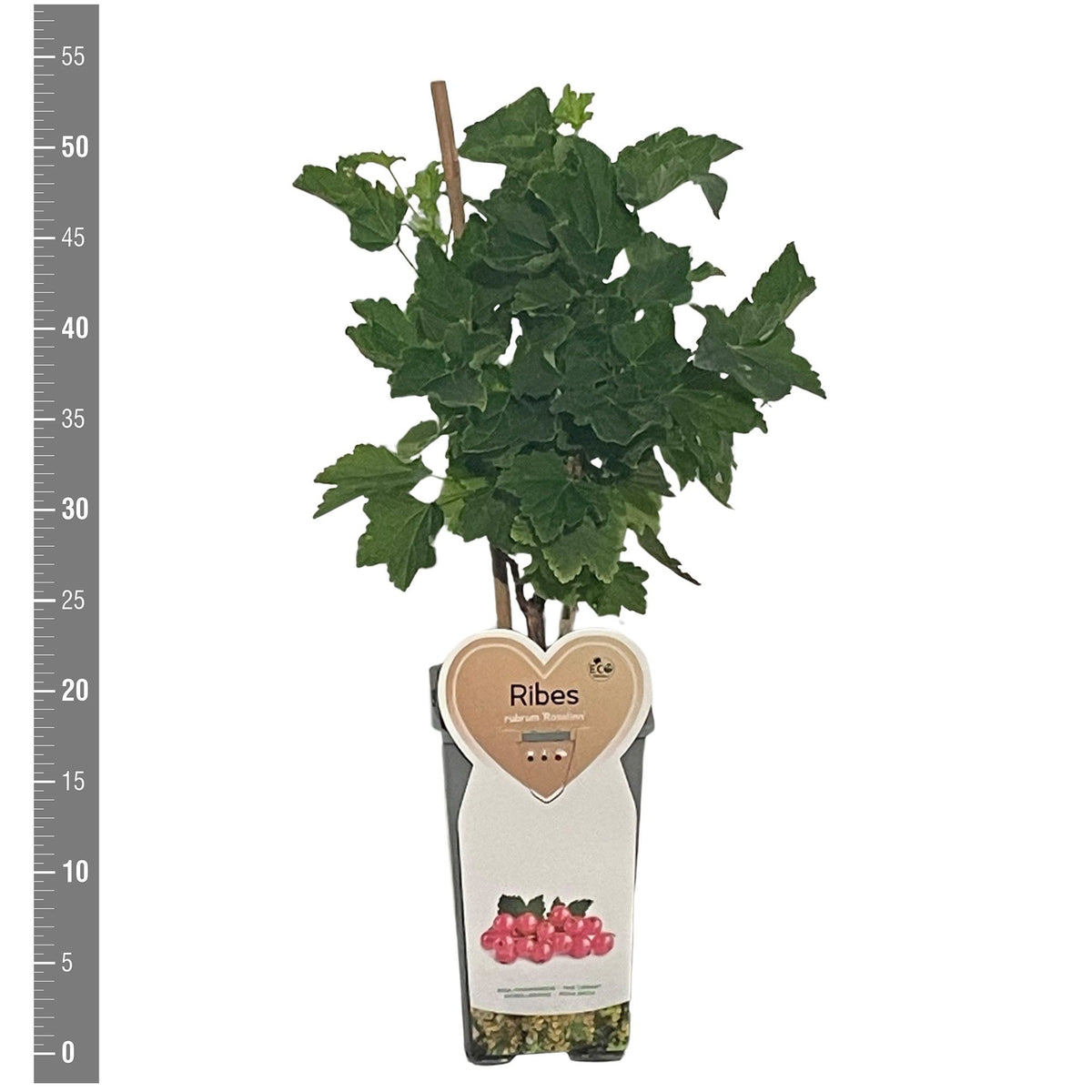 Ribes rubrum &