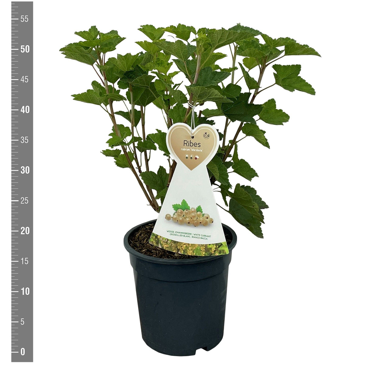 Ribes rubrum &