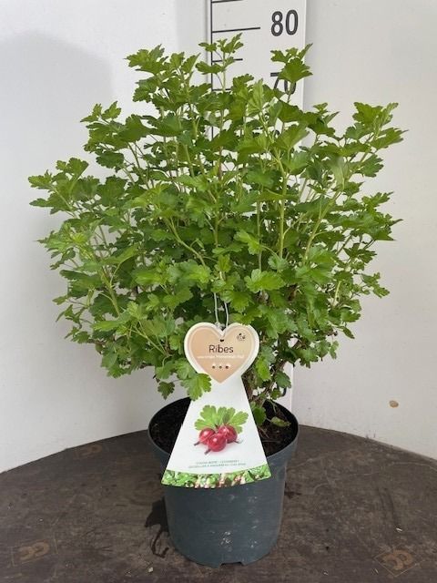 Ribes uva-crispa &