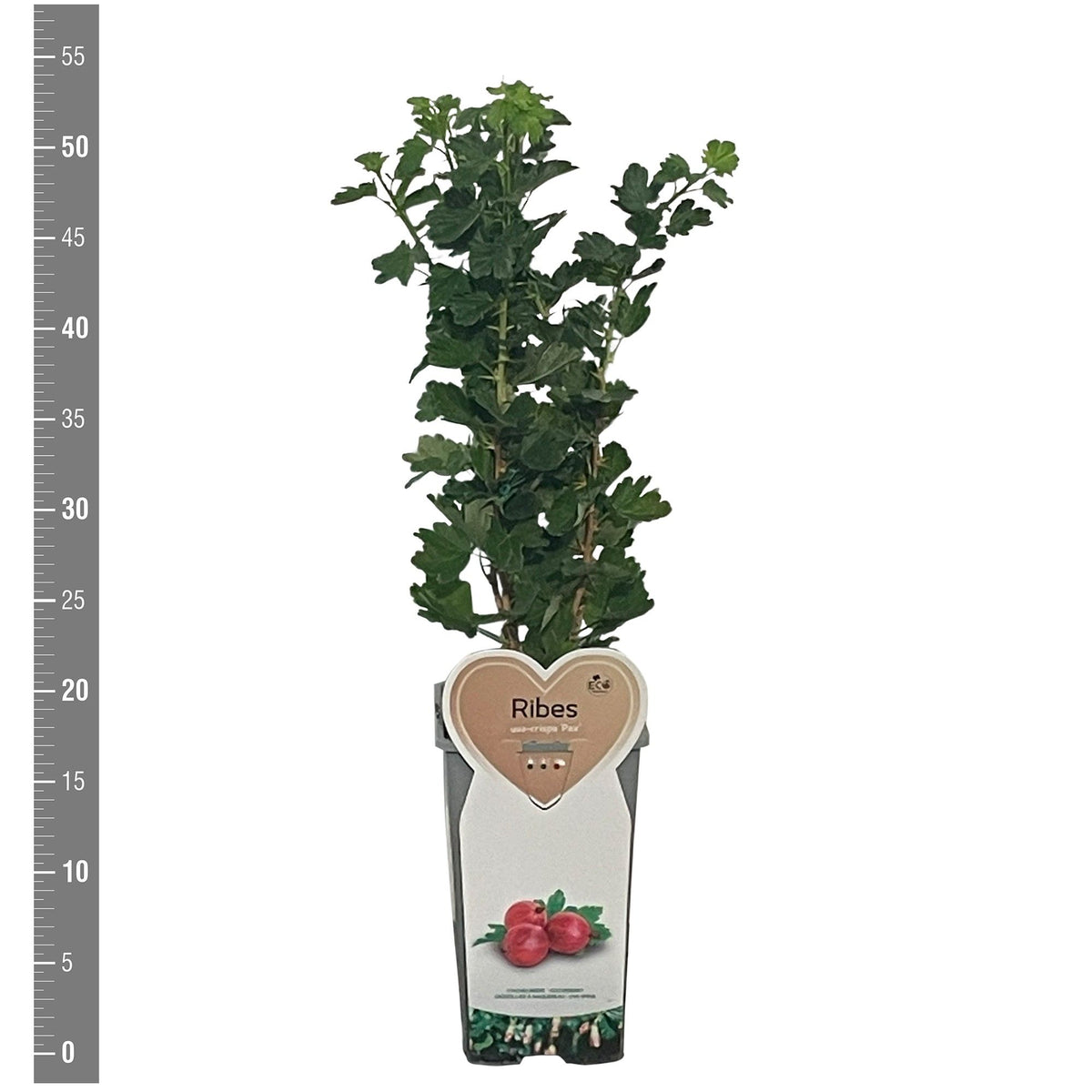Ribes uva-crispa &