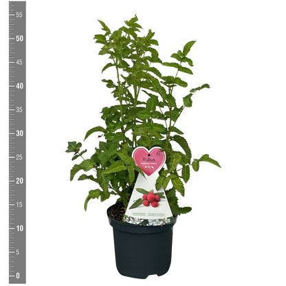 Rubus ill. &