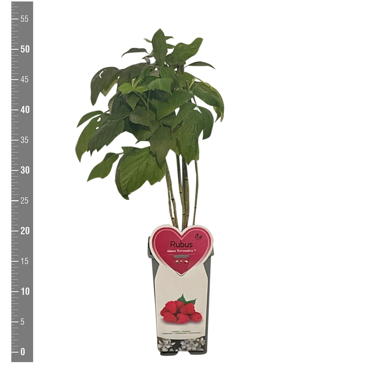 Rubus idaeus &