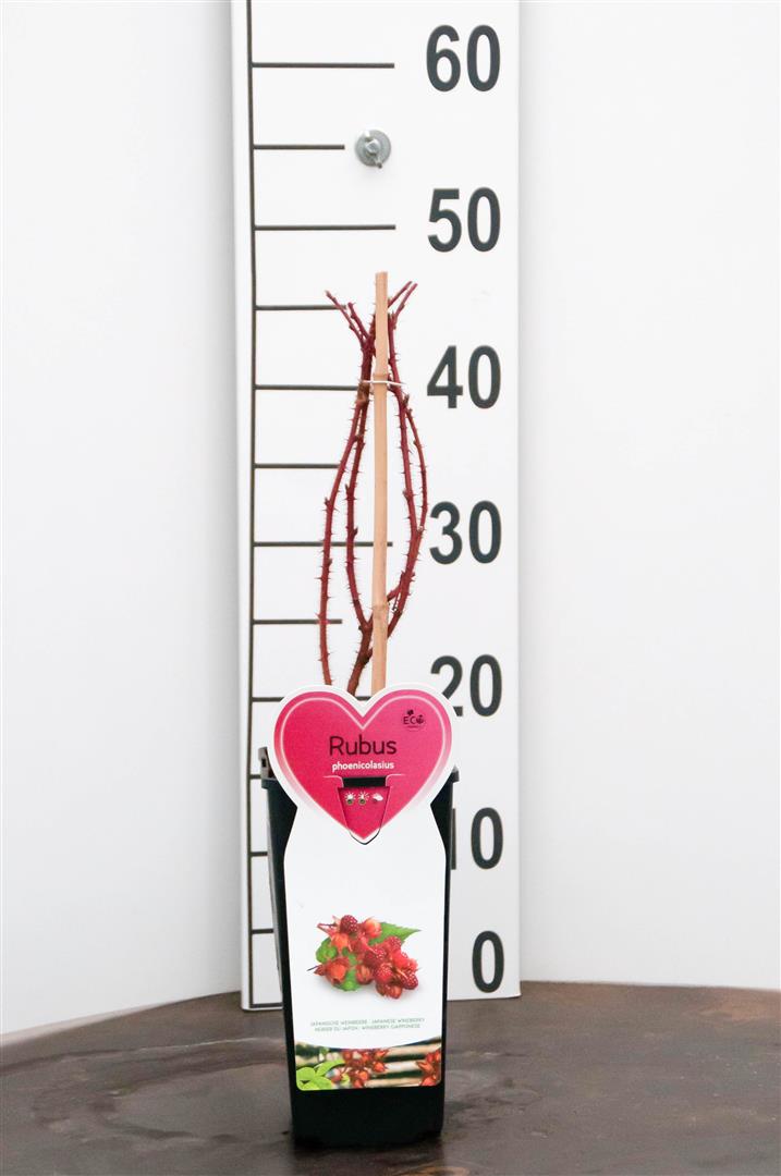 Rubus phoenicolasius C2 (2 liters kruka) / 17 cm kruka, buske