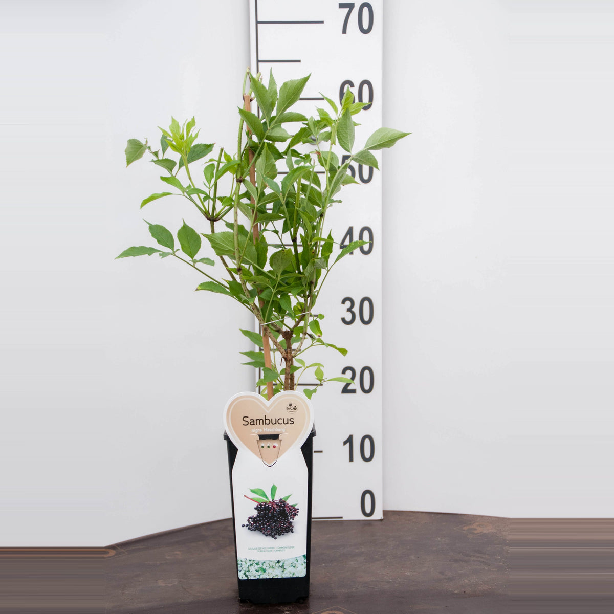 Sambucus nigra &